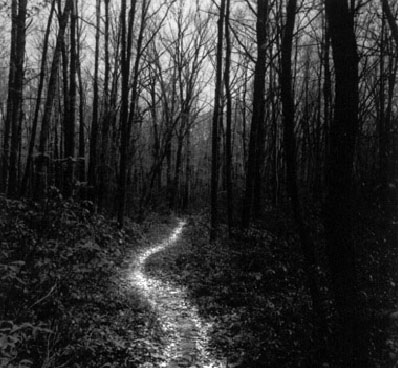 black and white forest path