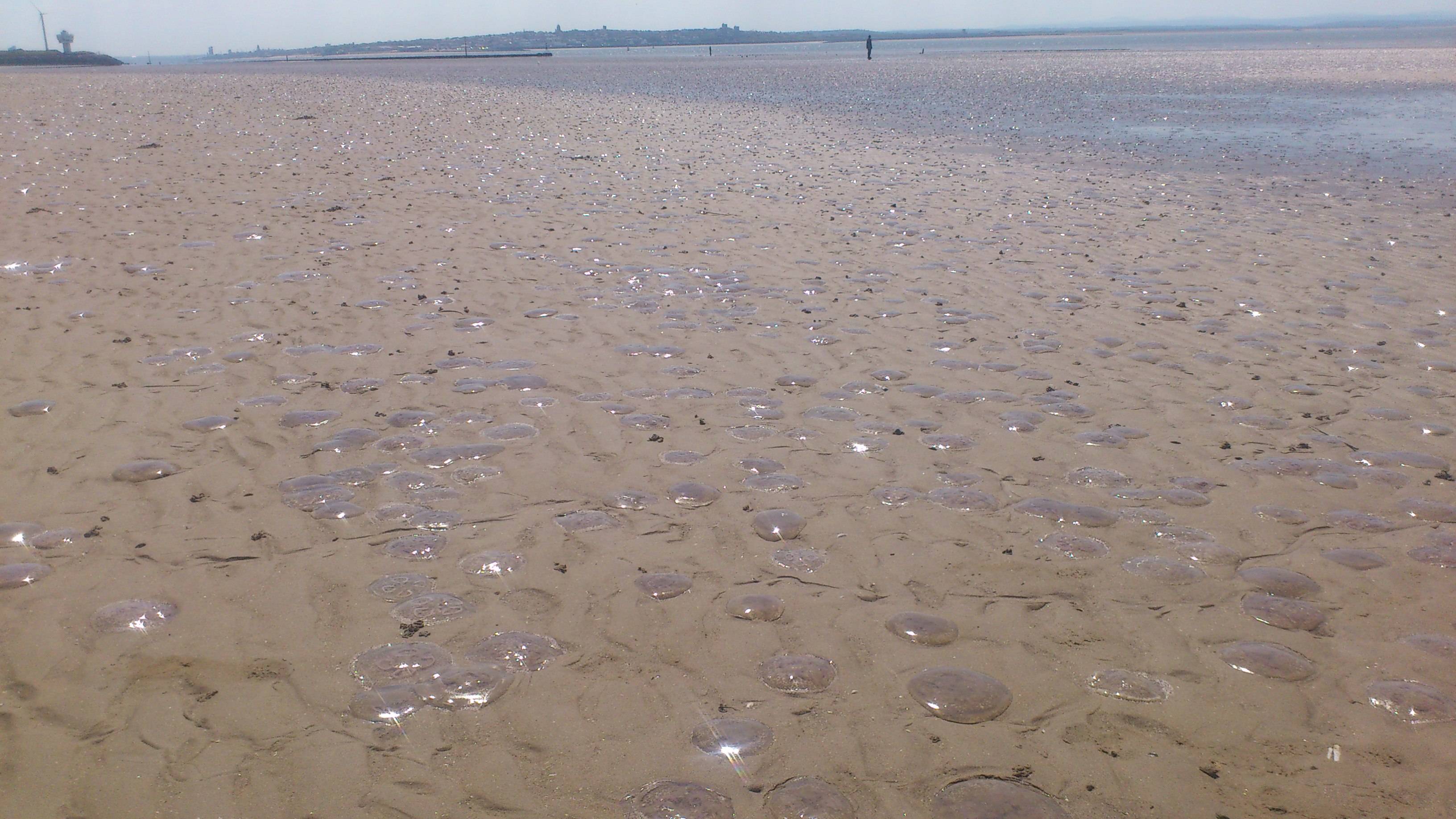 jellyfish cover beach