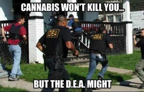 marijuana won't kill you, but the D.E.A might